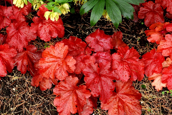 Fire Alarm Coral Bells - Heuchera 'Fire Alarm' PP24525 (Coral Bells) from Milmont Greenhouses Fire Alarm Coral Bells - Heuchera 'Fire Alarm' PP24525 (Coral Bells) from Milmont Greenhouses