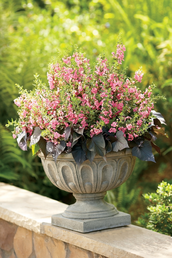 Angelface® 'Perfectly Pink' - Angelonia (Summer Snapdragon) from Milmont Greenhouses Angelface® 'Perfectly Pink' - Angelonia (Summer Snapdragon) from Milmont Greenhouses