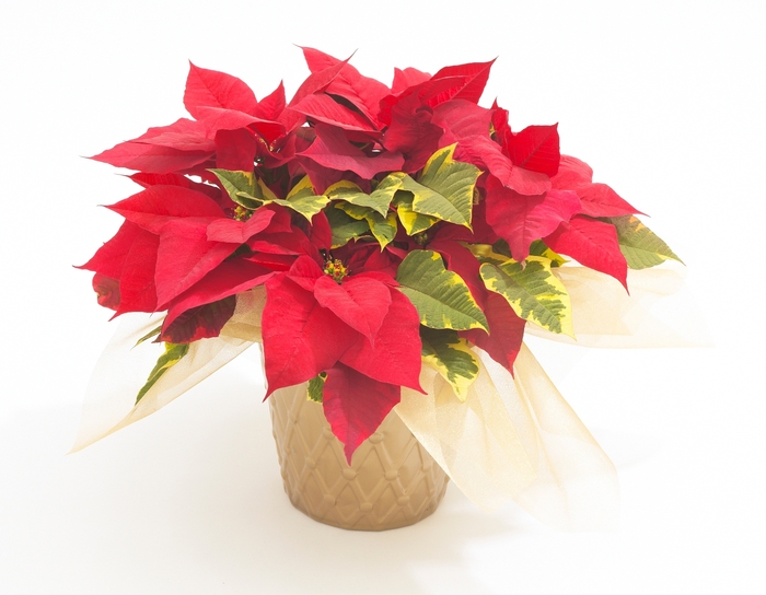 'Tapestry' Poinsettia - Euphorbia pulcherrima from Milmont Greenhouses