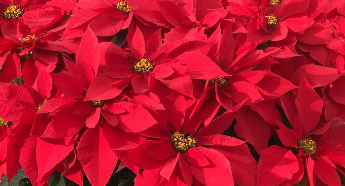 'Prestige Early Red' Poinsettia - Euphorbia pulcherrima from Milmont Greenhouses