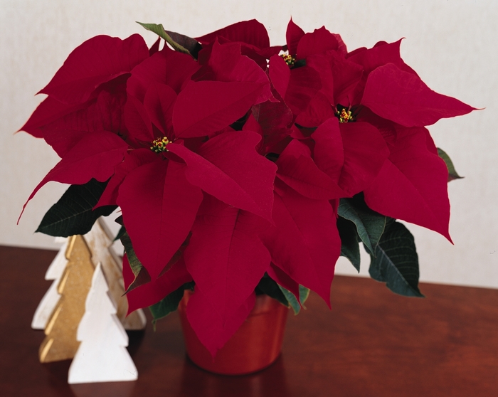 'Prestige Red' Poinsettia - Euphorbia pulcherrima from Milmont Greenhouses