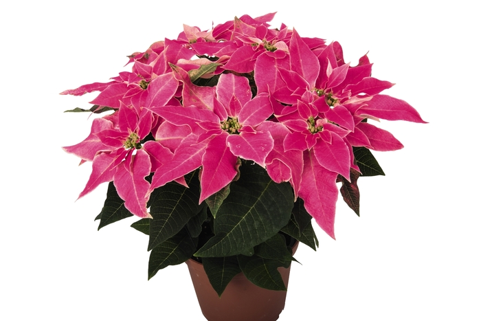 'LUV U Pink' Poinsettia - Euphorbia pulcherrima from Milmont Greenhouses