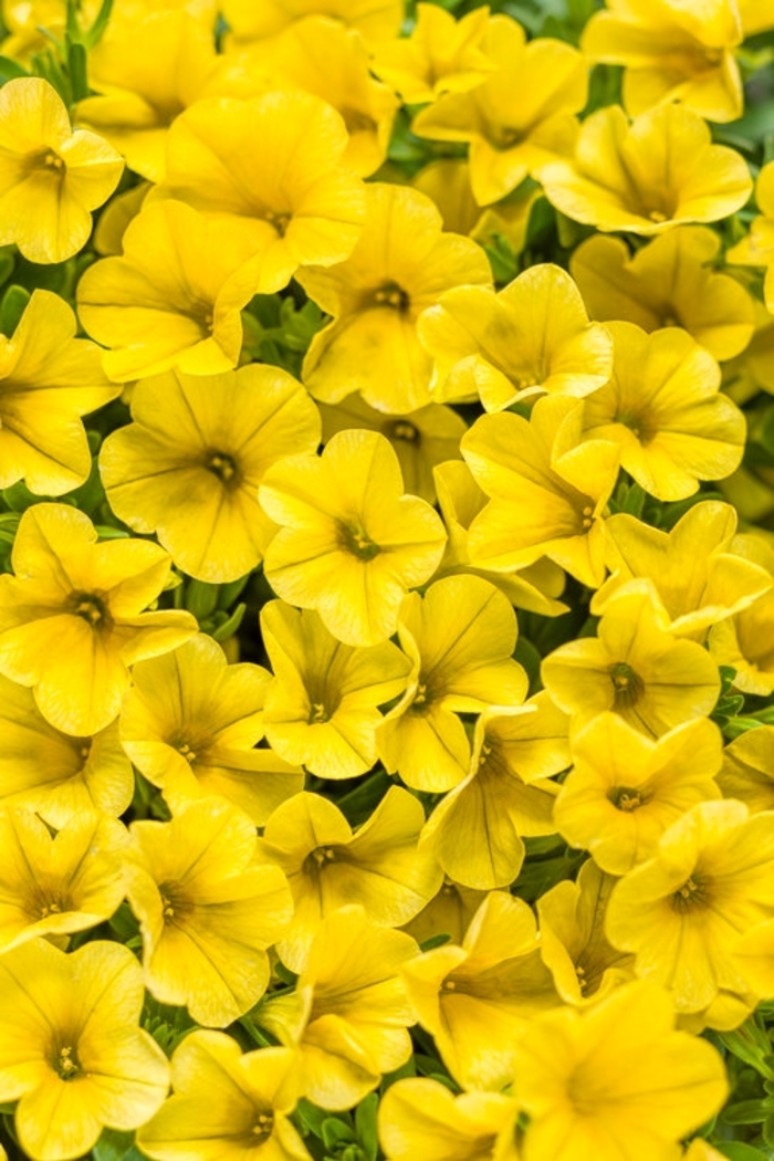 Superbells® 'Yellow' - Calibrachoa from Milmont Greenhouses