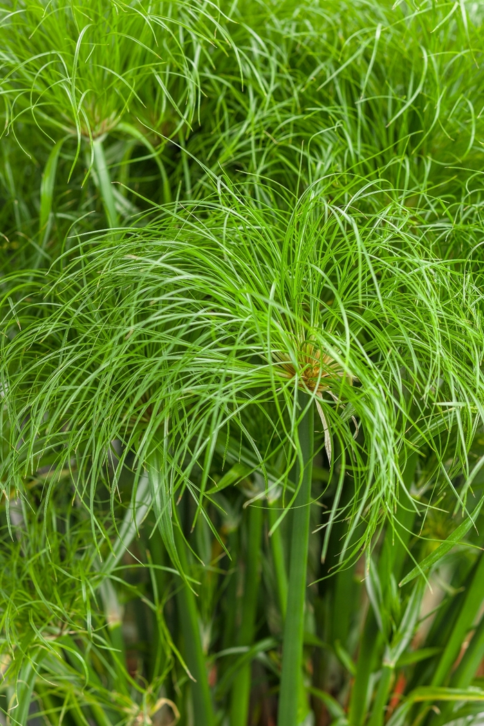 Graceful Grasses® 'Prince Tut™' - Cyperus papyrus (Dwarf Egyptian Papyrus) from Milmont Greenhouses