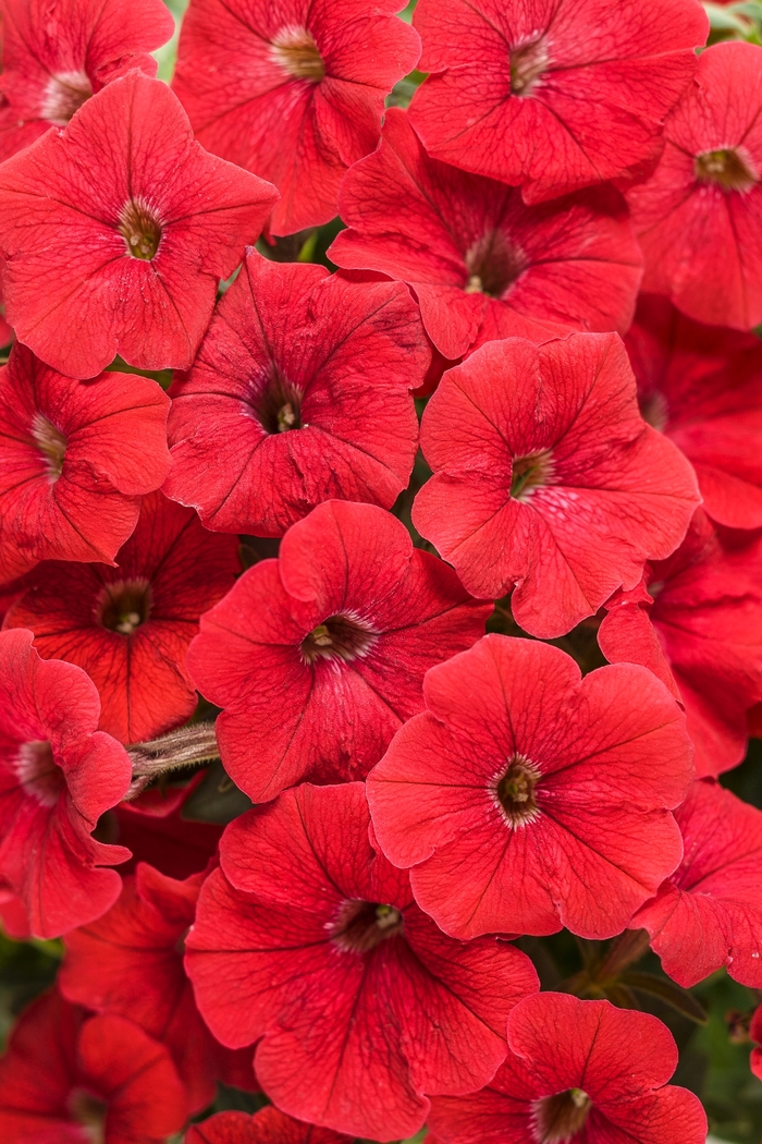 Supertunia&reg; 'Really Red' - Petunia from Milmont Greenhouses