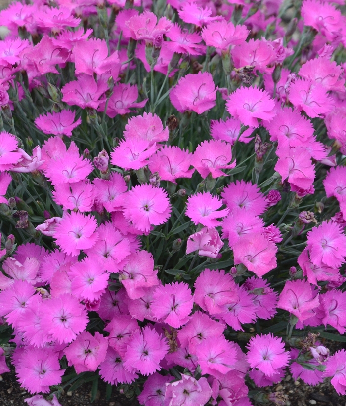 'Paint the Town Fuchsia' Pinks - Dianthus from Milmont Greenhouses