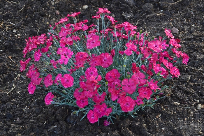 'Paint the Town Magenta' Pinks - Dianthus from Milmont Greenhouses