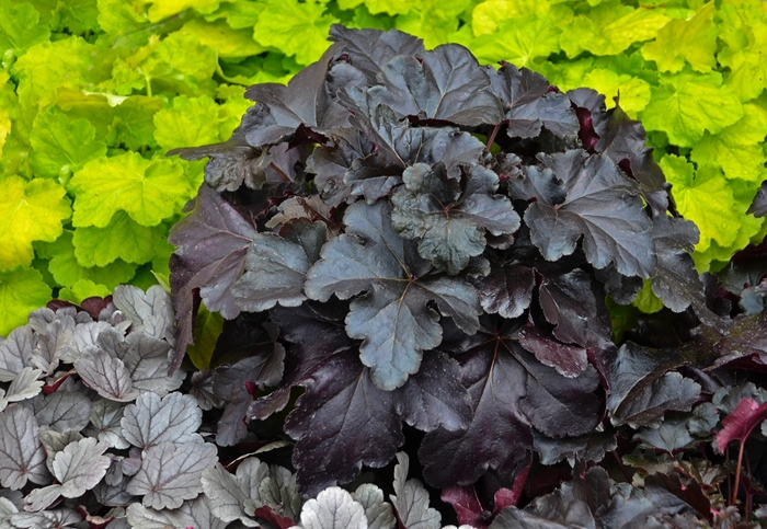 Primo&reg; 'Black Pearl' - Heuchera (Coral Bells) from Milmont Greenhouses
