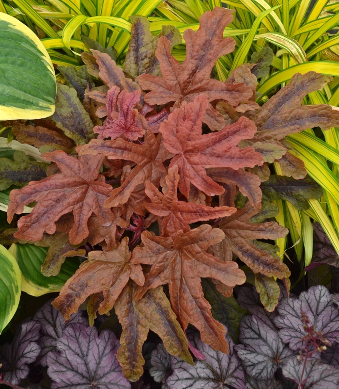 Fun and Games&reg; 'Red Rover' - Heucherella (Foamy Bells) from Milmont Greenhouses