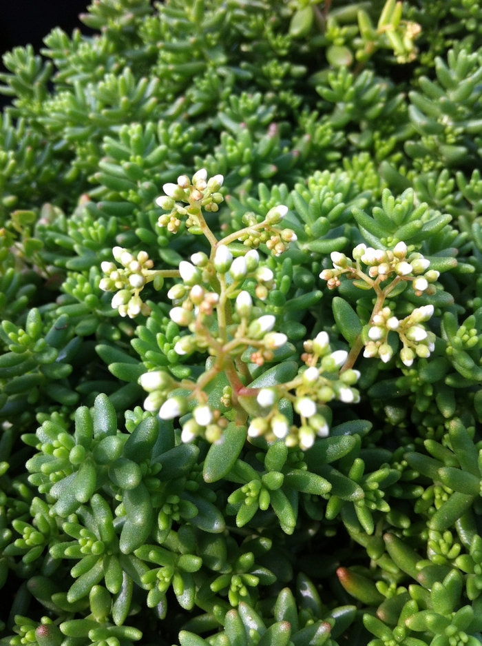 'Coral Carpet' Stonecrop - Sedum album from Milmont Greenhouses