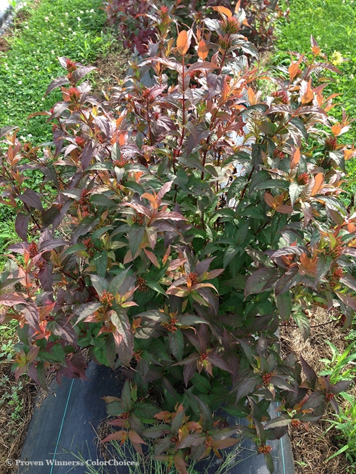 Kodiak® 'Red' - Diervilla (Bush Honeysuckle) from Milmont Greenhouses Kodiak® 'Red' - Diervilla (Bush Honeysuckle) from Milmont Greenhouses
