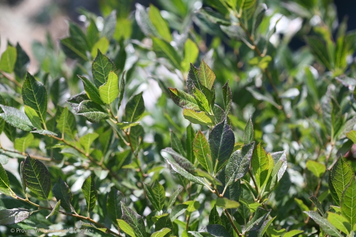Little Goblin® 'Guy' - Ilex verticillata (Winterberry Holly) from Milmont Greenhouses Little Goblin® 'Guy' - Ilex verticillata (Winterberry Holly) from Milmont Greenhouses