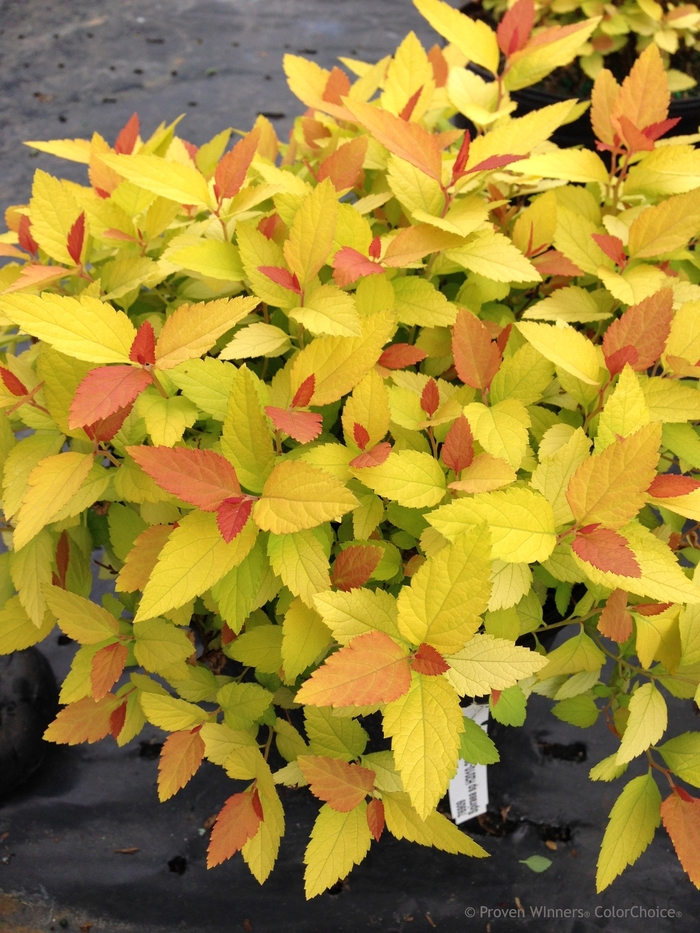 Double Play® 'Candy Corn®' - Spiraea japonica (Spirea) from Milmont Greenhouses Double Play® 'Candy Corn®' - Spiraea japonica (Spirea) from Milmont Greenhouses