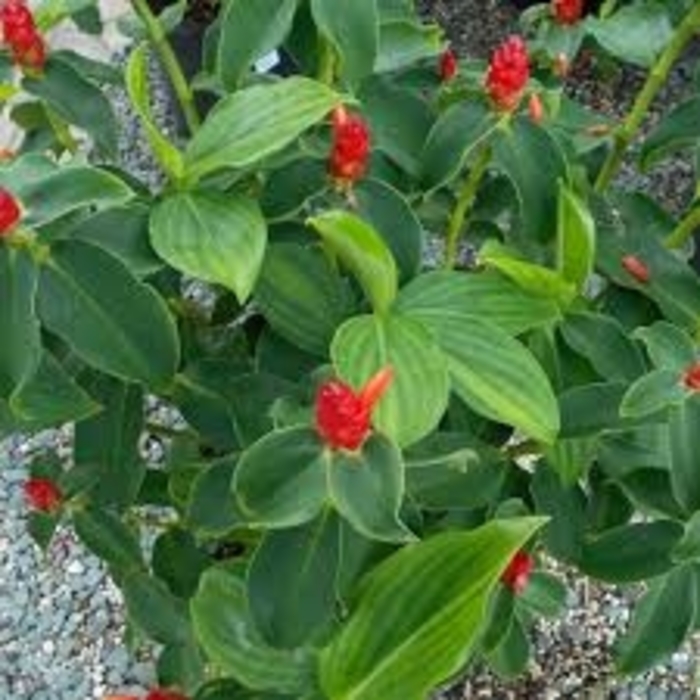 Red Button Ginger - Costus woodsonii from Milmont Greenhouses