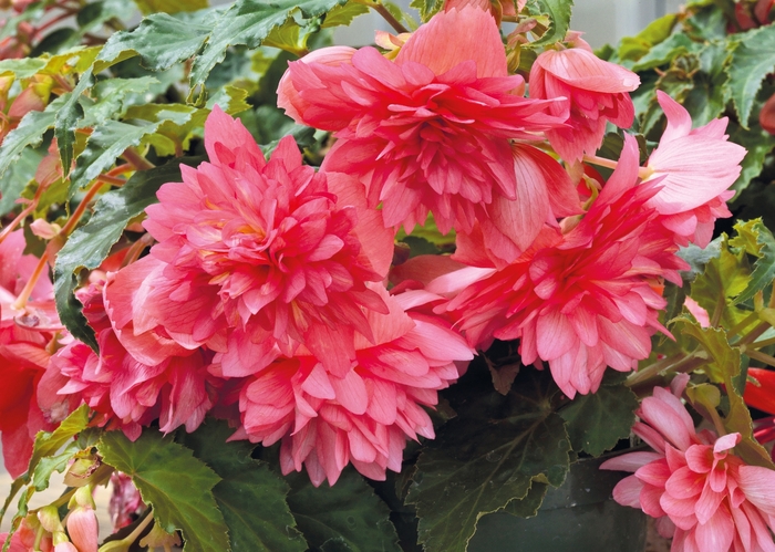 Funky® 'Pink' - Begonia from Milmont Greenhouses
