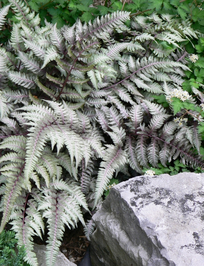 'Pictum' Japanese Painted Fern - Athyrium niponicum from Milmont Greenhouses