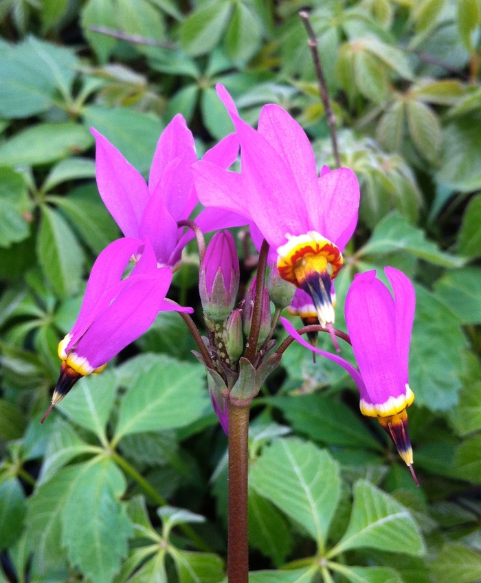 'Aphrodite' Giant Shooting Star - Dodecatheon from Milmont Greenhouses