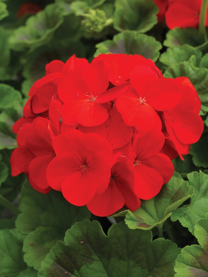 Pinto™ Premium 'Deep Red' - Pelargonium x hortorum (Zonal Geranium) from Milmont Greenhouses Pinto™ Premium 'Deep Red' - Pelargonium x hortorum (Zonal Geranium) from Milmont Greenhouses