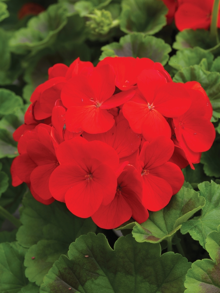 Pinto™ Premium 'Deep Red' - Pelargonium x hortorum (Zonal Geranium) from Milmont Greenhouses