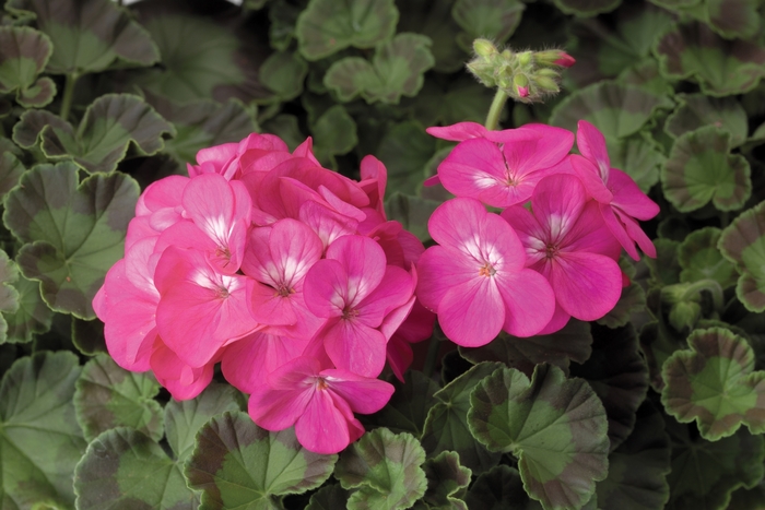 Pinto™ Premium 'Deep Rose' - Pelargonium x hortorum (Zonal Geranium) from Milmont Greenhouses Pinto™ Premium 'Deep Rose' - Pelargonium x hortorum (Zonal Geranium) from Milmont Greenhouses