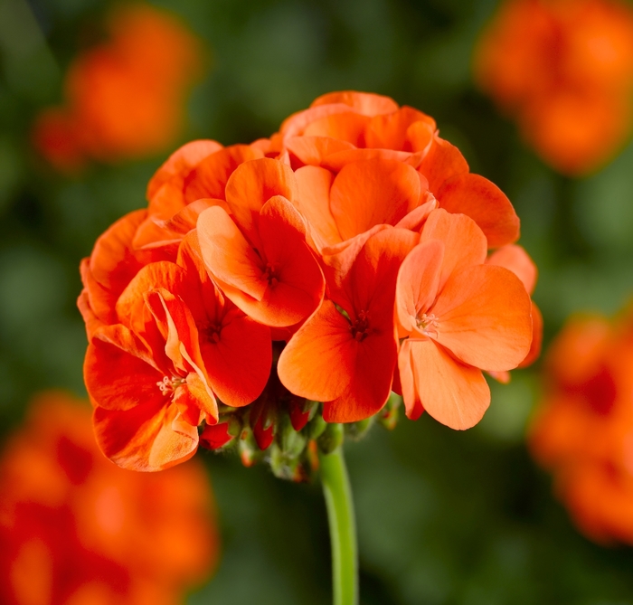 Pinto™ Premium 'Orange' - Pelargonium x hortorum (Zonal Geranium) from Milmont Greenhouses Pinto™ Premium 'Orange' - Pelargonium x hortorum (Zonal Geranium) from Milmont Greenhouses
