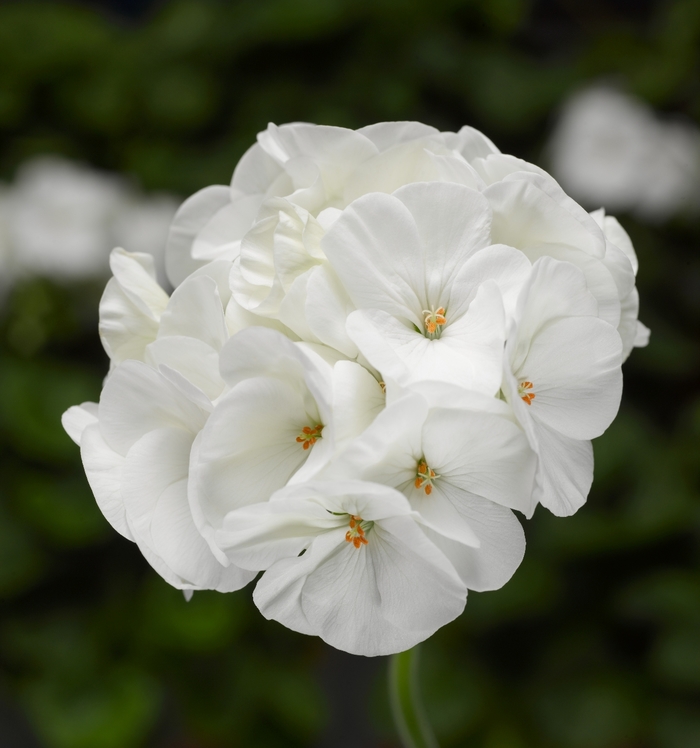 Pinto™ Premium White - Pelargonium x hortorum (Zonal Geranium) from Milmont Greenhouses