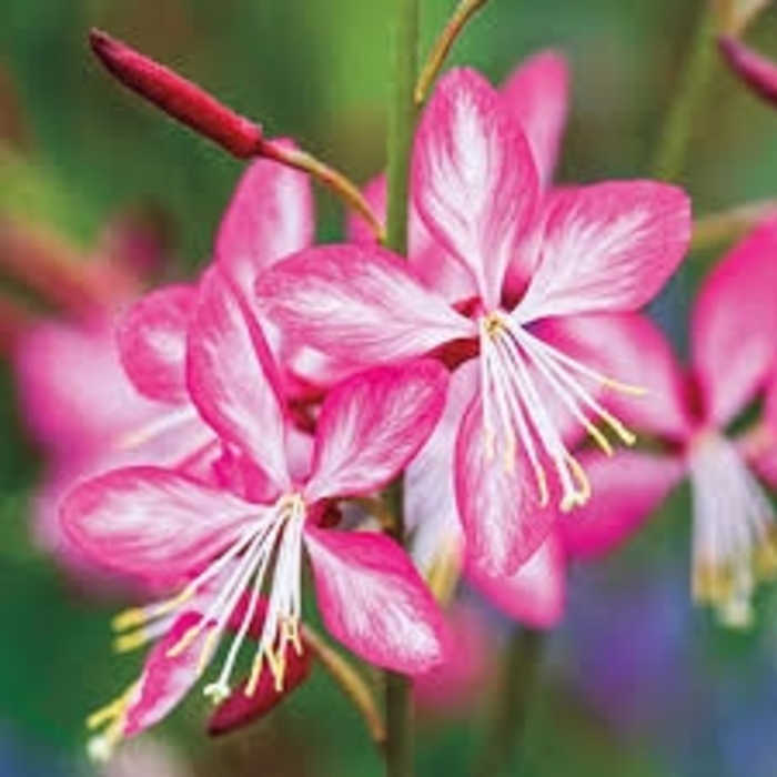 Rosy Jane Gaura - Gaura lindheimeri 'Rosy Jane' PP22290 (Gaura) from Milmont Greenhouses