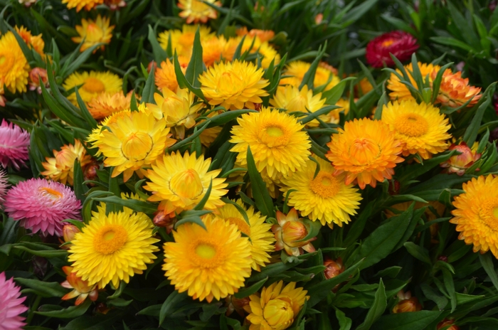 'Cottage Yellow' Strawflower - Bracteantha bracteata from Milmont Greenhouses