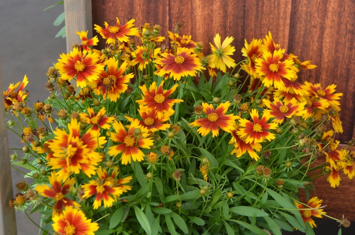 UpTick™ Gold & Bronze - Coreopsis 'Baluptgonz' PP28882 (Tickseed) from Milmont Greenhouses