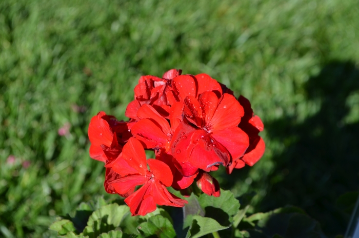 'Savannah Really Red' Zonal Geranium - Pelargonium x hortorum from Milmont Greenhouses 'Savannah Really Red' Zonal Geranium - Pelargonium x hortorum from Milmont Greenhouses