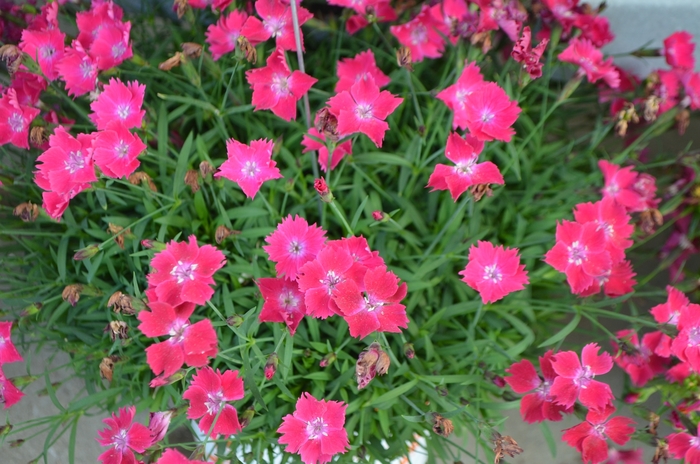 Kahori&reg; 'Scarlet' - Dianthus gratianopolitanus (Carnation) from Milmont Greenhouses