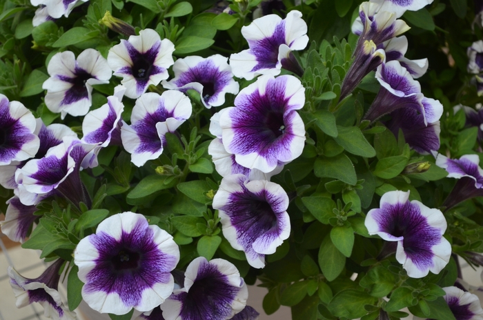 Potunia 'Purple Halo' - Petunia from Milmont Greenhouses