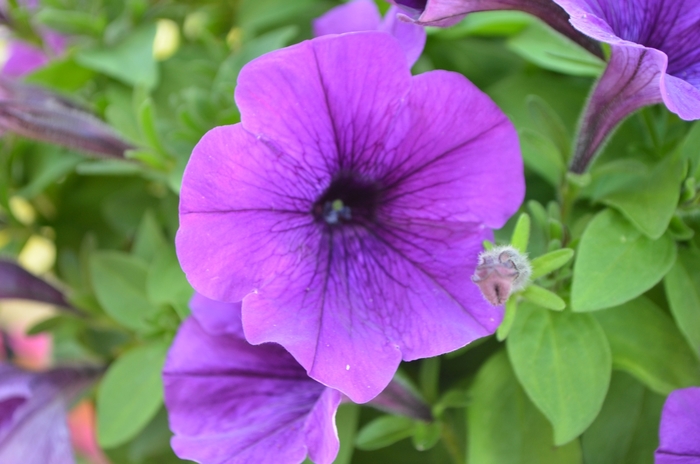 Potunia 'Cobalt Blue' - Petunia from Milmont Greenhouses