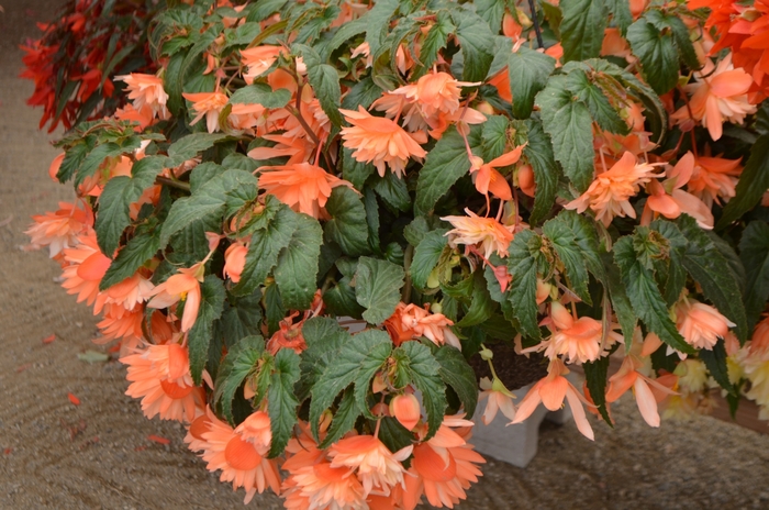 Belleconia™ 'Soft Orange' - Begonia (Tuberous Begonia) from Milmont Greenhouses