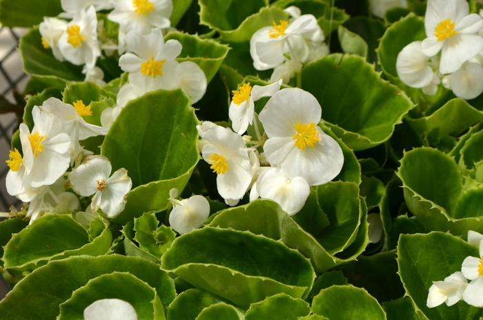 'Super Olympia White' Wax Begonia - Begonia semperflorens from Milmont Greenhouses