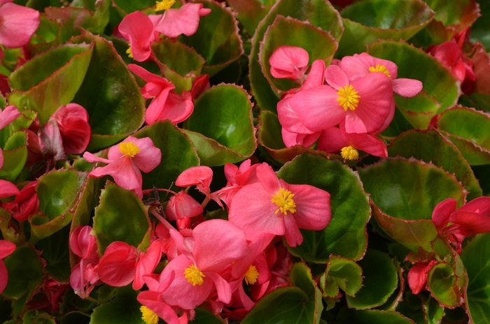 'Super Olympia Rose' Wax Begonia - Begonia semperflorens from Milmont Greenhouses