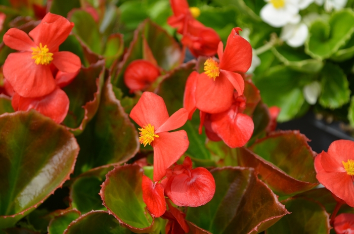 'Super Olympia Red' Wax Begonia - Begonia semperflorens from Milmont Greenhouses