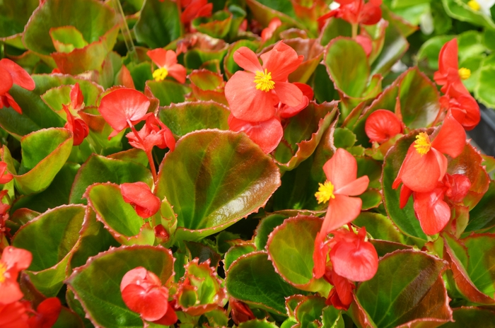 'Super Olympia Red' Wax Begonia - Begonia semperflorens from Milmont Greenhouses