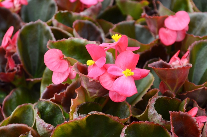 Cocktail® Tequila - Begonia semperflorens (Wax Begonia) from Milmont Greenhouses
