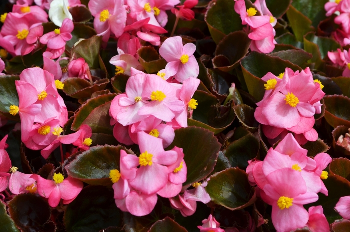 Cocktail® Gin - Begonia semperflorens (Wax Begonia) from Milmont Greenhouses