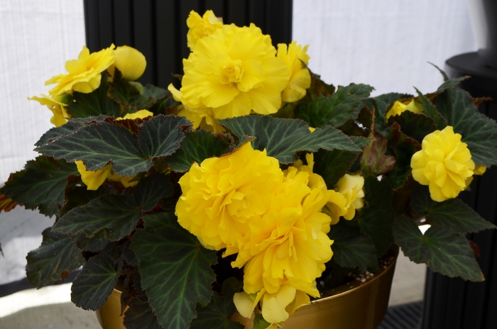 Nonstop® 'Yellow' - Begonia x tuberhybrida (Tuberous Begonia) from Milmont Greenhouses