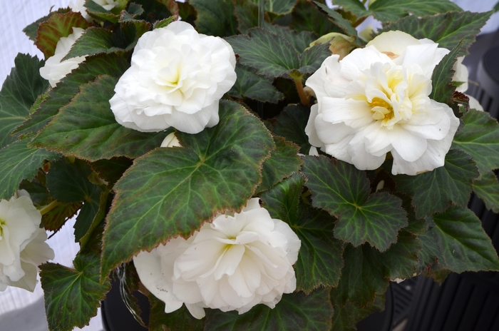 Nonstop® 'White' - Begonia x tuberhybrida (Tuberous Begonia) from Milmont Greenhouses