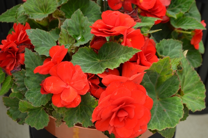 Nonstop® 'Red' - Begonia x tuberhybrida (Tuberous Begonia) from Milmont Greenhouses