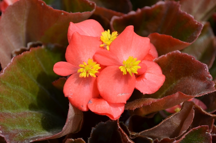 Cocktail® Vodka - Begonia semperflorens (Wax Begonia) from Milmont Greenhouses