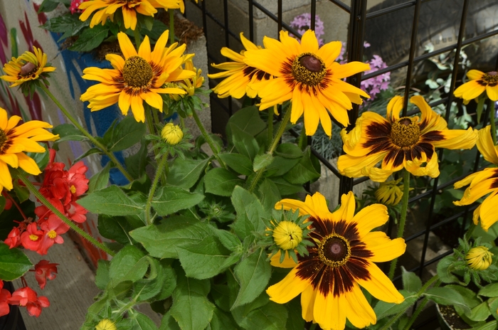 Denver Daisy™ Black-Eyed Susan - Rudbeckia hirta 'Denver Daisy™' (Black-Eyed Susan) from Milmont Greenhouses Denver Daisy™ Black-Eyed Susan - Rudbeckia hirta 'Denver Daisy™' (Black-Eyed Susan) from Milmont Greenhouses