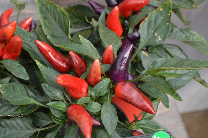 'Wicked' Ornamental Pepper - Capsicum annuum from Milmont Greenhouses