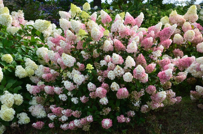 Strawberry Sundae® - Hydrangea paniculata from Milmont Greenhouses Strawberry Sundae® - Hydrangea paniculata from Milmont Greenhouses