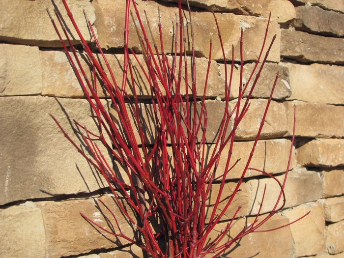 'Cayenne' Dogwood - Cornus amomum from Milmont Greenhouses