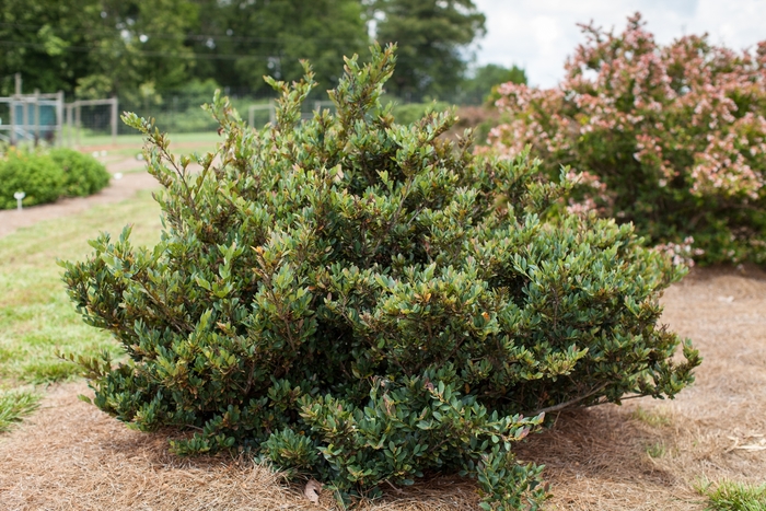 Coppertone&trade; - Distylium from Milmont Greenhouses