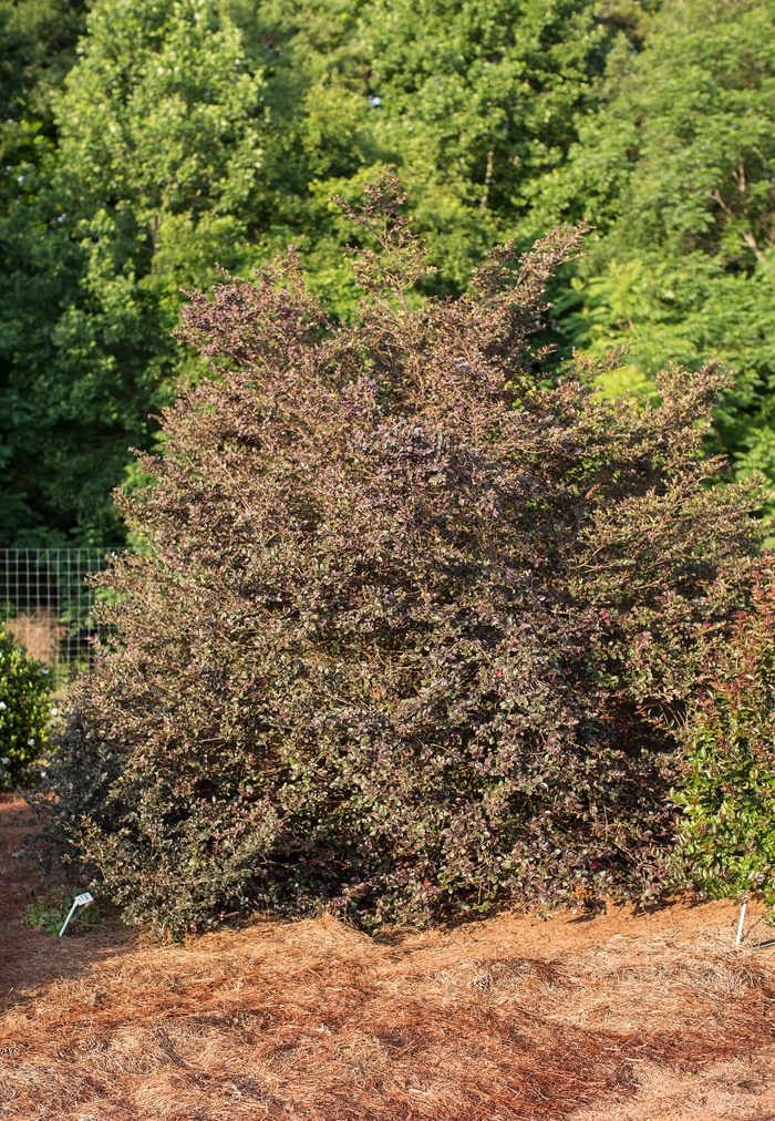 'Sparkling Sangria™' Chinese Fringe-Flower - Loropetalum chinense var. rubrum from Milmont Greenhouses 'Sparkling Sangria™' Chinese Fringe-Flower - Loropetalum chinense var. rubrum from Milmont Greenhouses